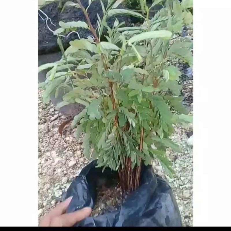 Jual Bahan Bonsai Asam Jawa Paket 16 Pohon Shopee Indonesia