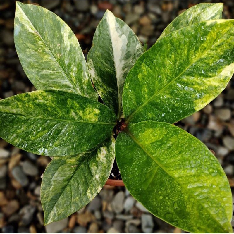 Jual anthurium jemani variegata - anturium jemani varigata | Shopee  Indonesia
