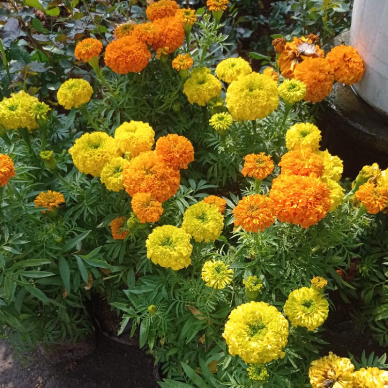 Tanaman Hias Bunga Marigold Bunga Tumpuk, Bunga Marigold