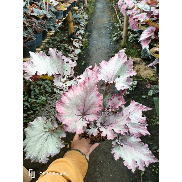 Jual Begonia | Shopee Indonesia