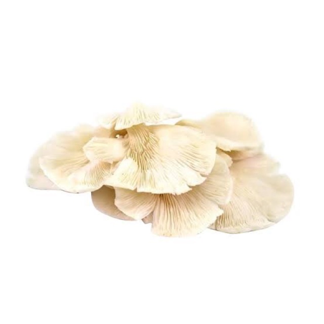 Jual Jamur Tiram Organik 200 Gram ( Organik White Mushroom ) Shopee