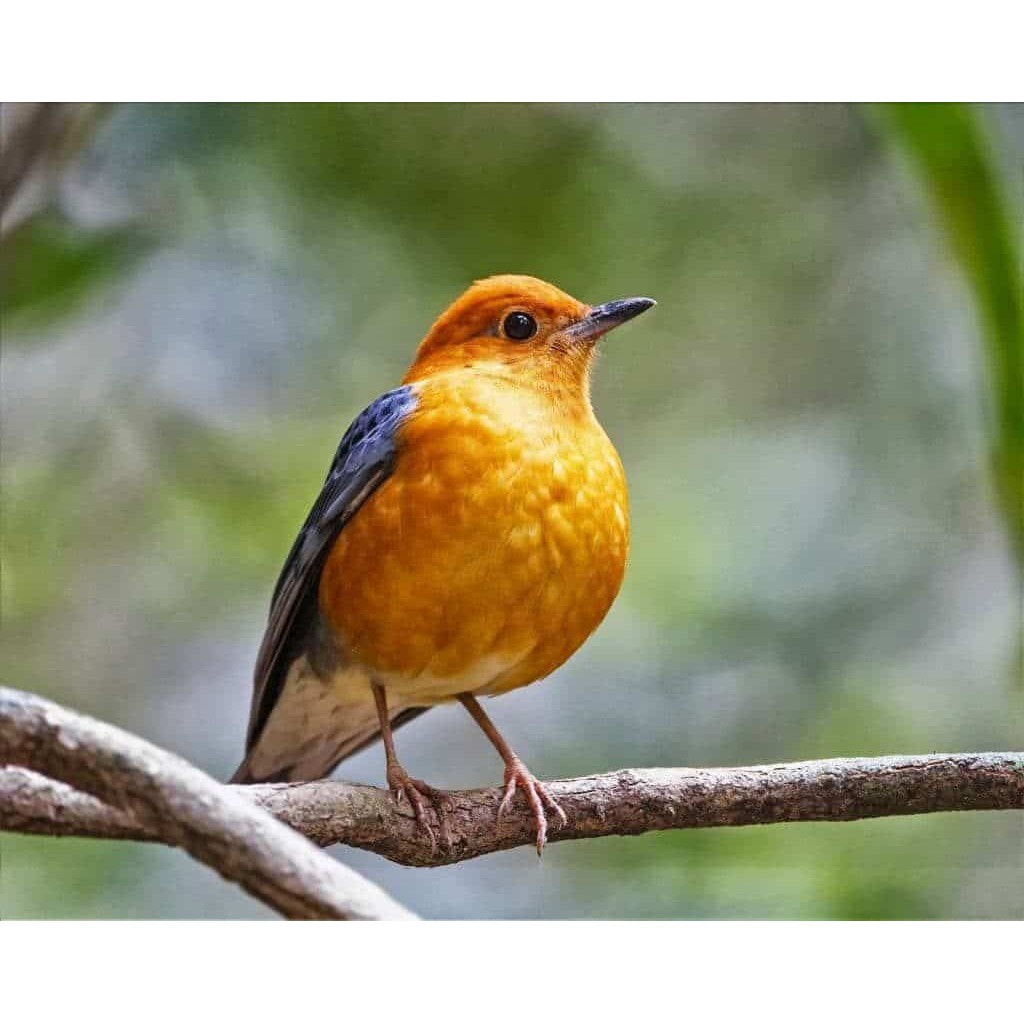 Jual Burung Anis Merah Macetan Shopee Indonesia