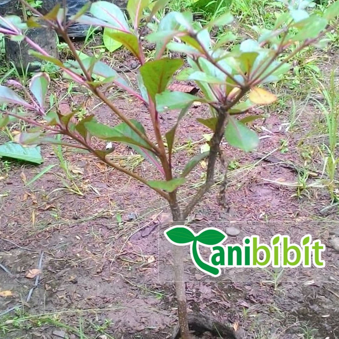 Jual Bibit Pohon Ketapang Kencana Tanaman Ketapang Kencana Unggulan Shopee Indonesia