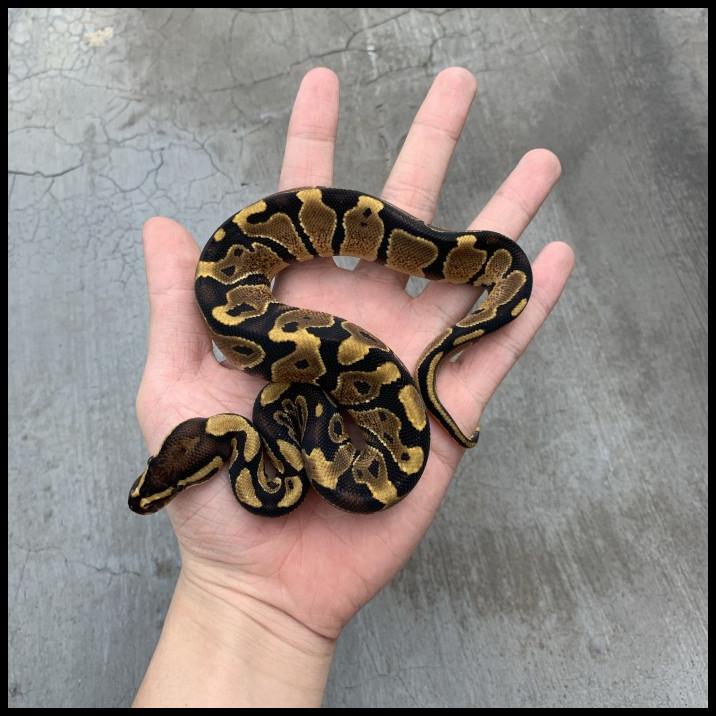 Jual ball python normal male Shopee Indonesia