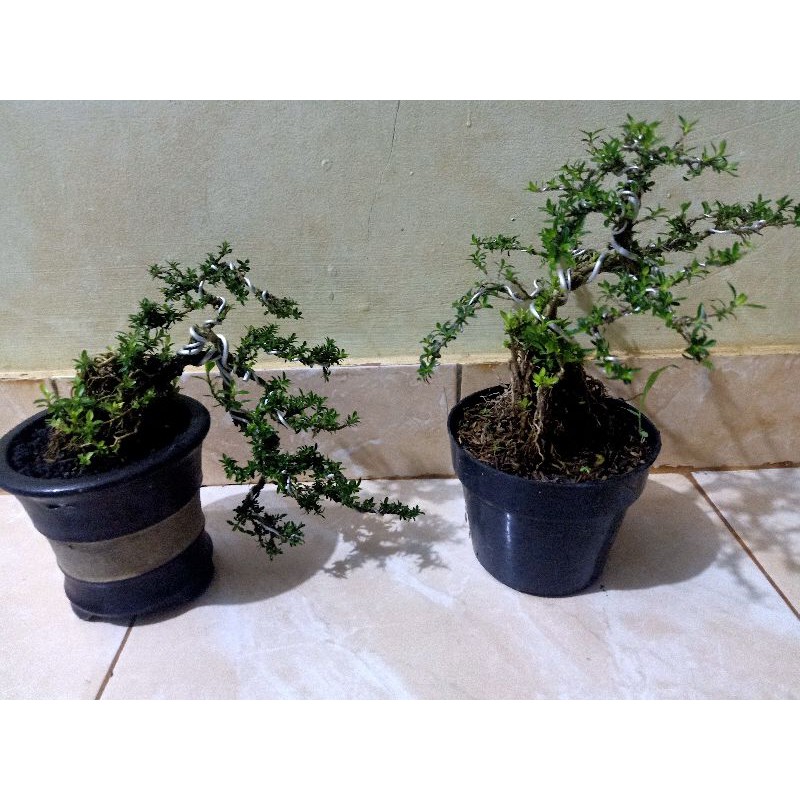 Bonsai Seribu Bintang