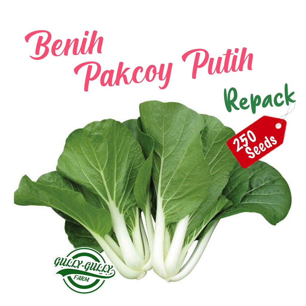 Jual Repack 250 Benih Sawi Pakcoy Putih Pakchoy Putih Bibit Pakchoy