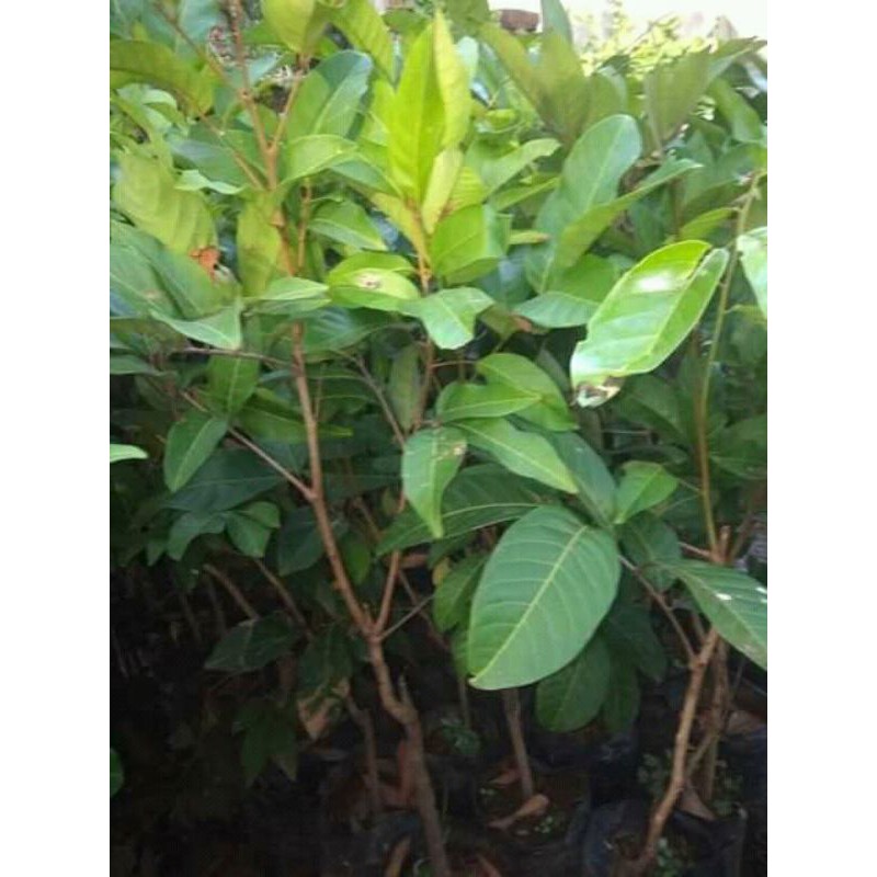 Jual PAKET BIBIT RAMBUTAN (2 BBT) | Shopee Indonesia