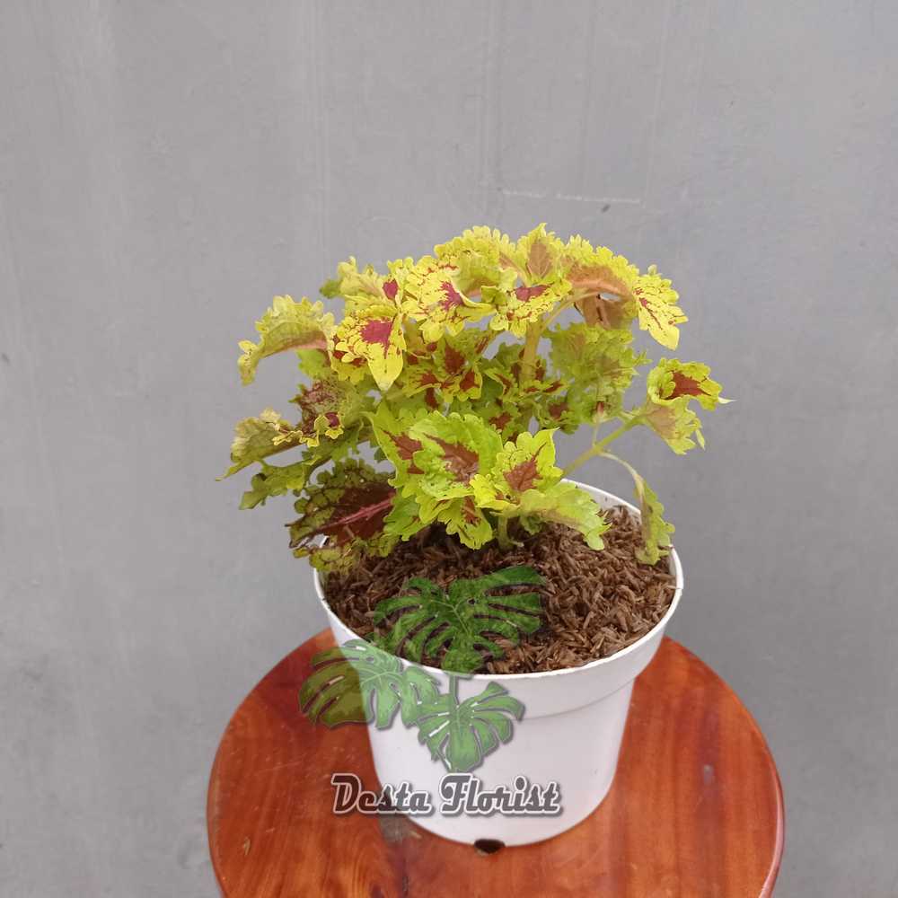 Jual Miana urat merah-(coleus Wizard Scarlet - TANAMAN HIAS | Shopee ...
