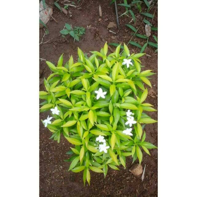 Jual Tanaman hias rembosa golden - pohon rombusa mini golden - anisa ...