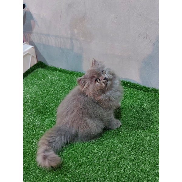 Jual kucing persia kitten persia | Shopee Indonesia