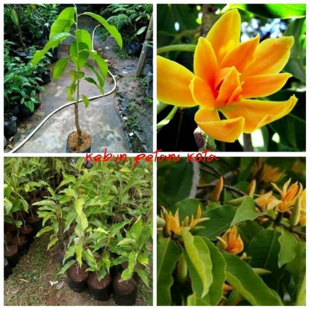 Jual Bibit Bunga Kantil Shopee Indonesia