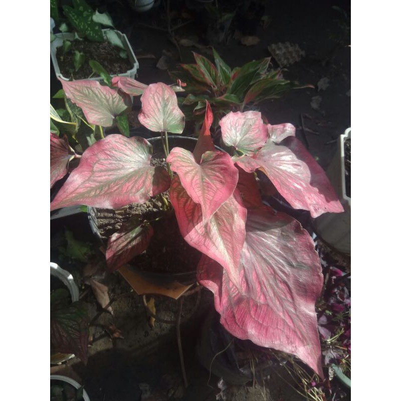 Jual CALADIUM INFINITY - KELADI WAYANG RED - KELADI BERCAK MERAH HIJAU ...