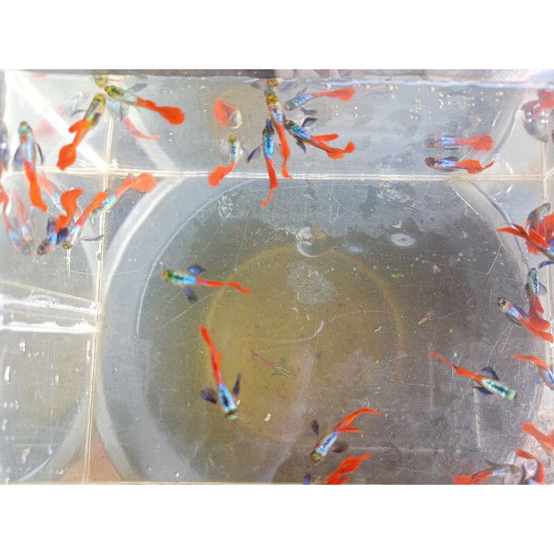 Jual Ikan Hias Aquascape Guppy Platinum Red Tail Dumbo Ear Prtde