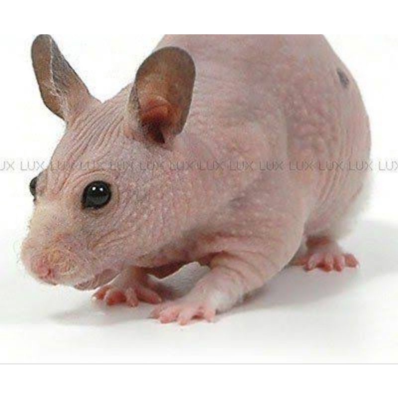 Jual Indukan hairless hamster siap kawin | Shopee Indonesia