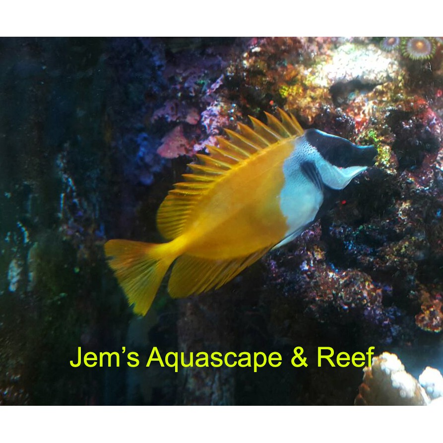 Jual Ikan Semadar Cicit (Foxface Lo Rabbitfish) | Shopee Indonesia