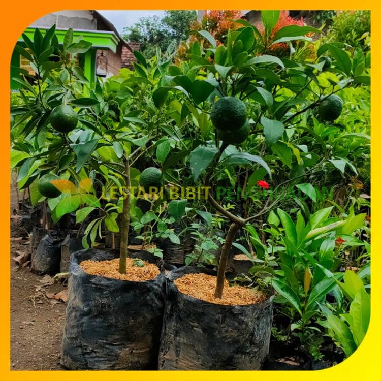 Bibit Jeruk Santang Madu Berbuah