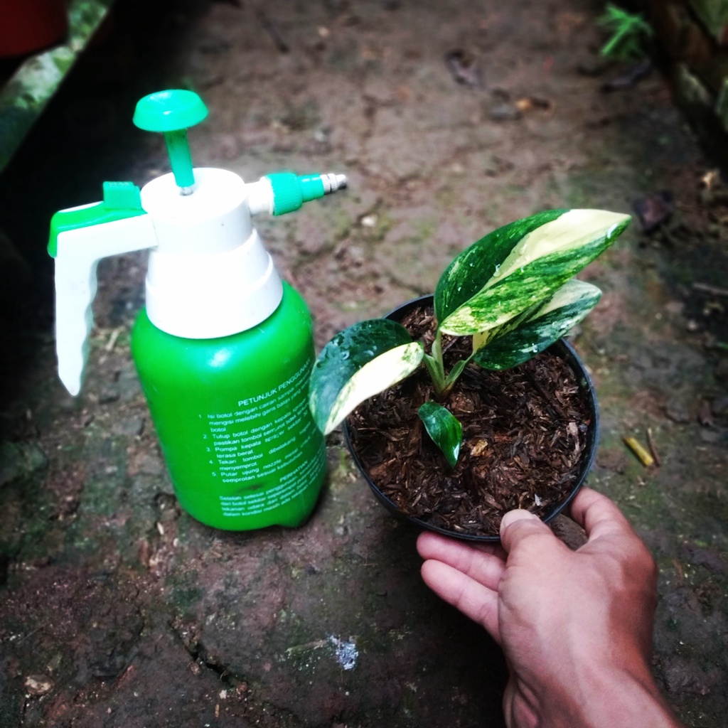 Jual Philodendron Standlyana Variegata Yellow | Philo Standliana ...