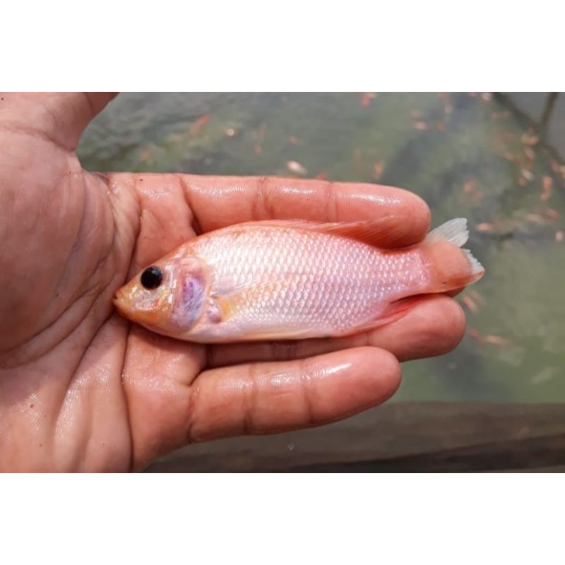 Jual Bibit Ikan Nila Bangkok 50 Ekor Ukuran 1 2 Jari Shopee Indonesia