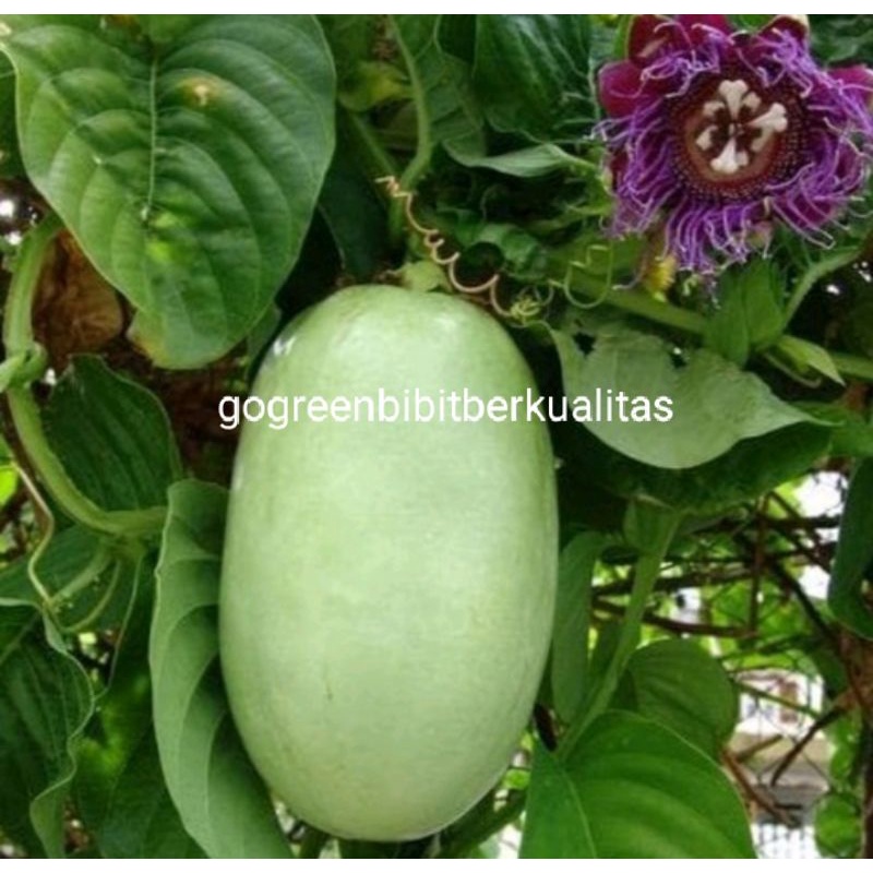 Bibit tanaman buahmarkisa jumbo terlaris