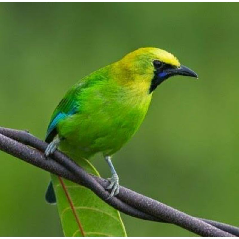 Jual Burung Cucak Ranting Lokal Banyuwangi | Shopee Indonesia