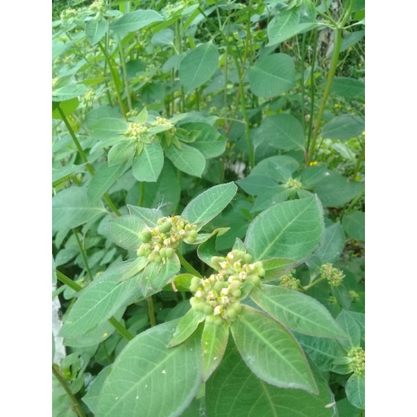 Jual satu tangkai daun & bunga kate mas atau patik mas suduk mentul ...