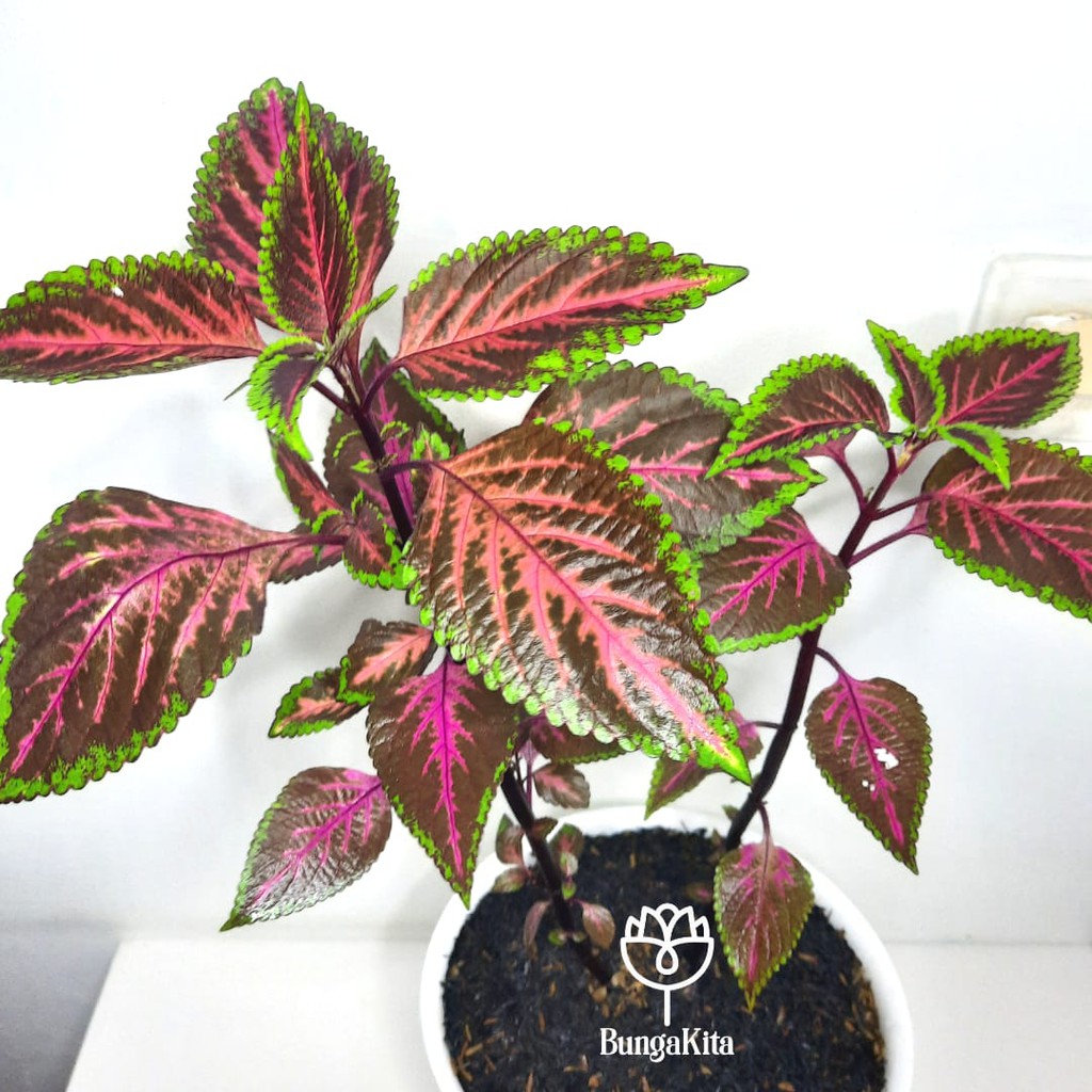 Jual Tanaman Hias COLEUS MERAH HIJAU (JAWER KOTOK) | Shopee Indonesia