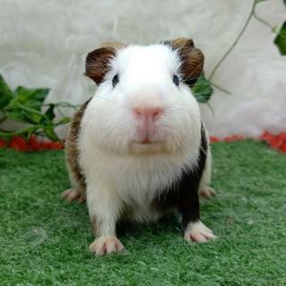 Jual guinea sale pig