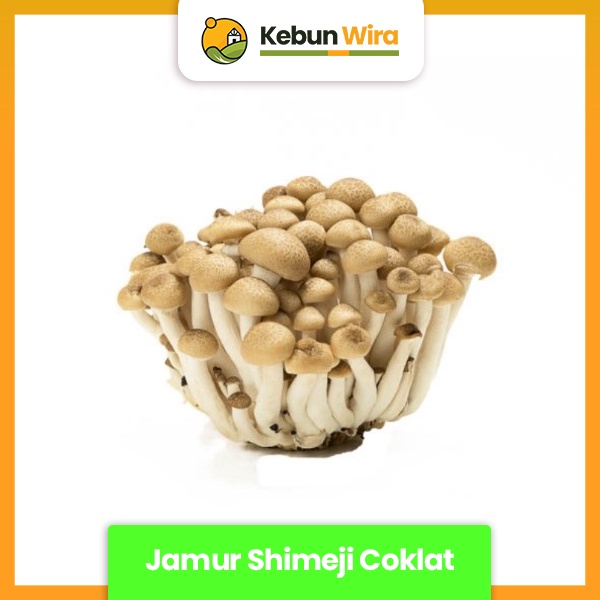 Jual Jamur Shimeji Coklat Shopee Indonesia