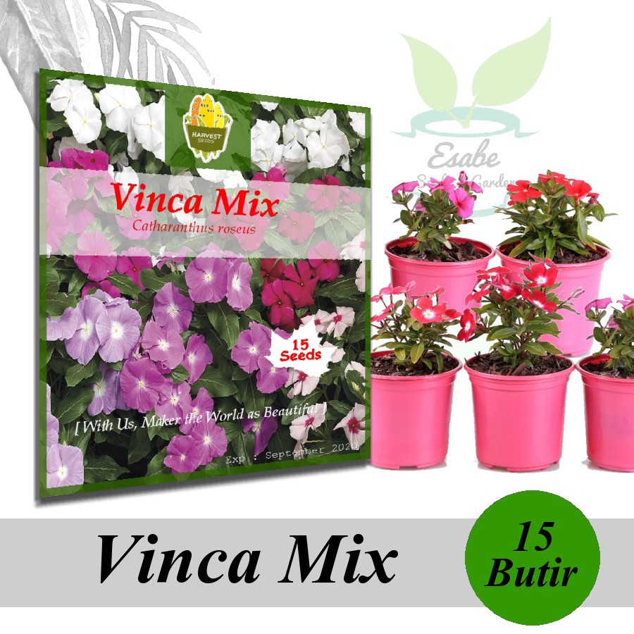 Jual Benih Biji Vinca Tapak Dara Mixed Shopee Indonesia