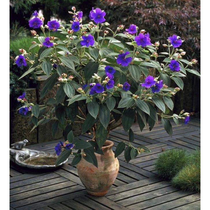Jual FahriOrchid - Tibouchina purple glory bush, rajin bunga, kuat ...