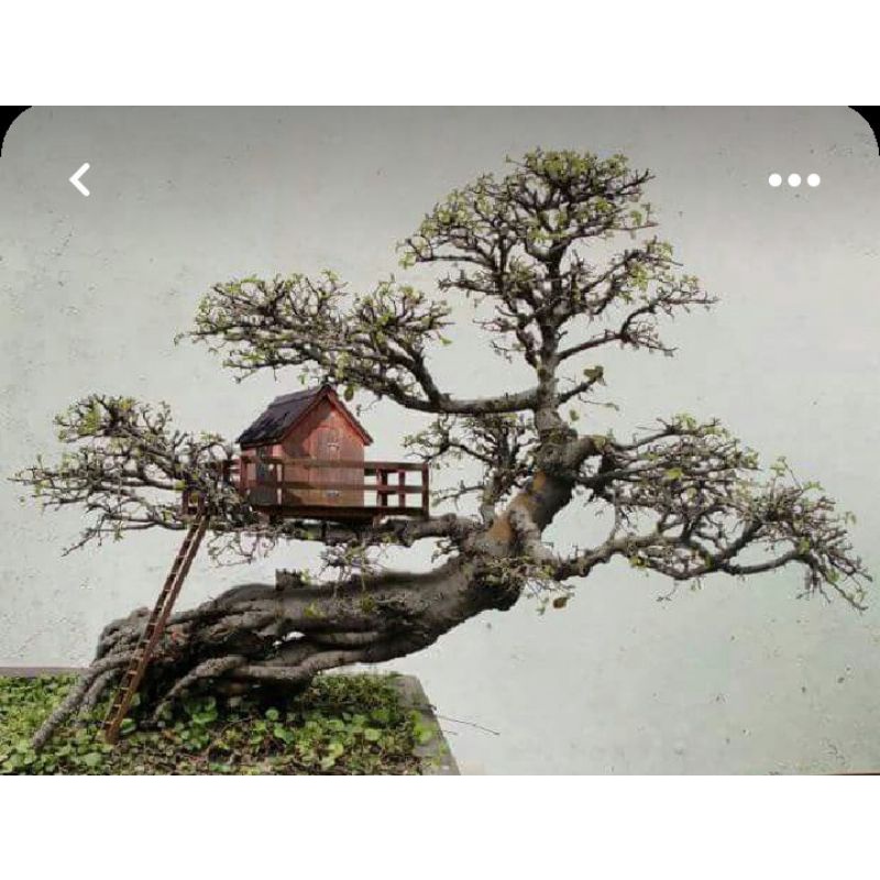 Jual Miniature rumah untuk rumah Pohon Bonsai | Shopee Indonesia