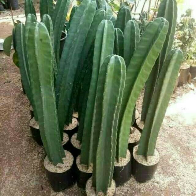 Jual Tanaman kaktus cowboy 50cm-1m koboy atau belimbing tinggi 50cm-100cm  50cm-1m | Shopee Indonesia