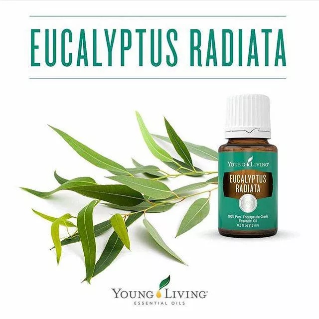 Jual Eucalyptus Radiata Young Living Essential Oil 15ml Shopee