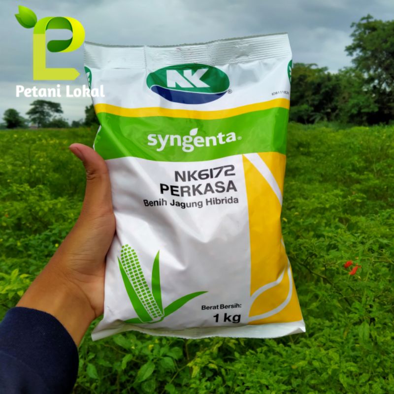 Jual Benih Jagung Perkasa/Benih Jagung Hibrida NK6172 Kemasan 1 Kg ...