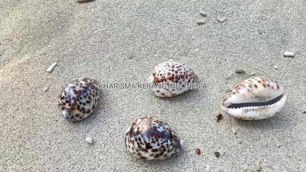 Jual COWRIE SHELL MEDIUM TIGER COWRE CYPRAEA TIGRIS KERANG COWRIE ...