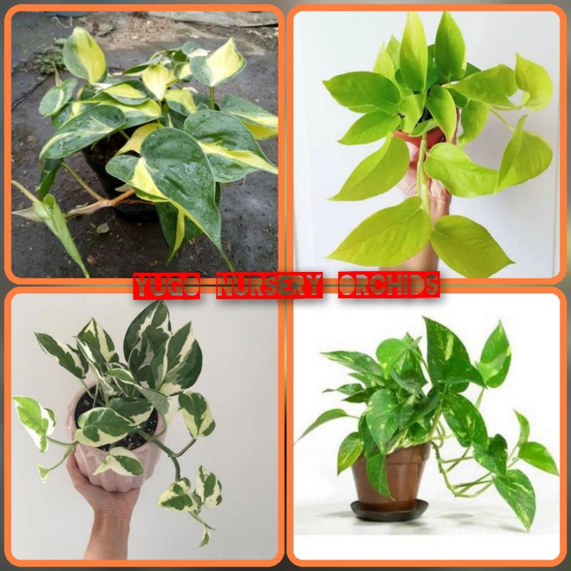 Jual Paket 4 jenis tanaman hias Gantung srih brazil-sirih lemon,sirih ...