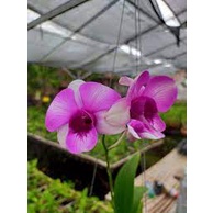 Jual anggrek dendro salaya fancy ( mini rajin bunga ) | Shopee Indonesia