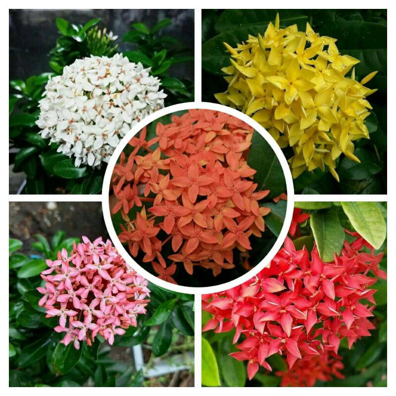 Jual PROMO Asoka 5 Warna Siap Berbunga (Putih, Kuning, Pink, Merah