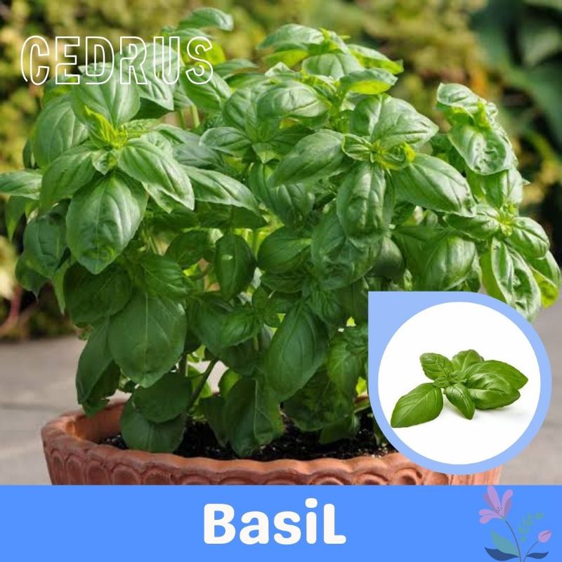 Jual Benih Basil Isi Genovese Bibit Biji Sayur Shopee Indonesia