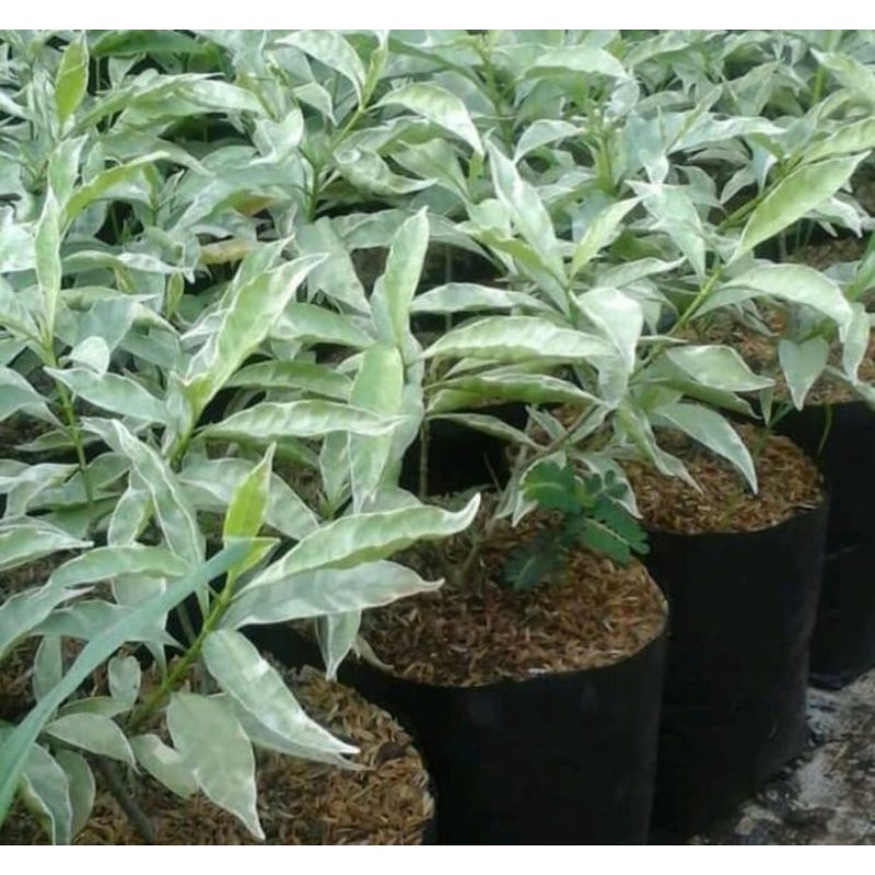 Jual Pohon saberna putih / Sabrina rombusa mini | Shopee Indonesia