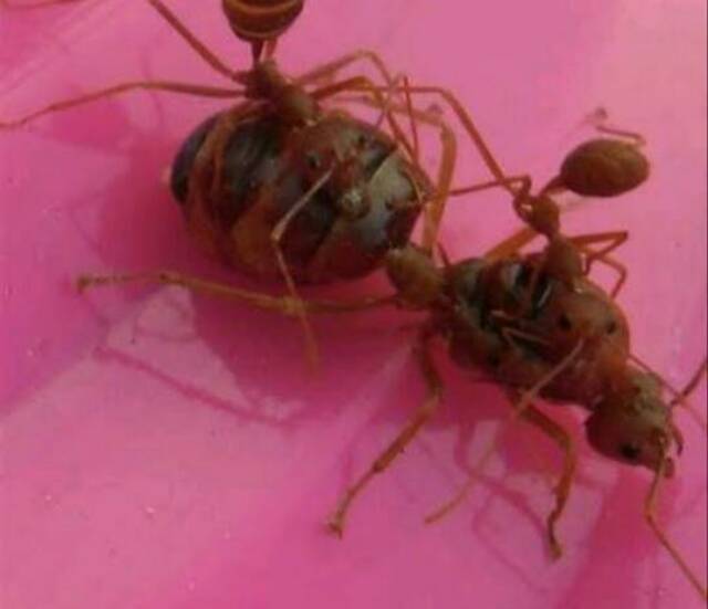 Jual Ratu semut rangrang super | Shopee Indonesia