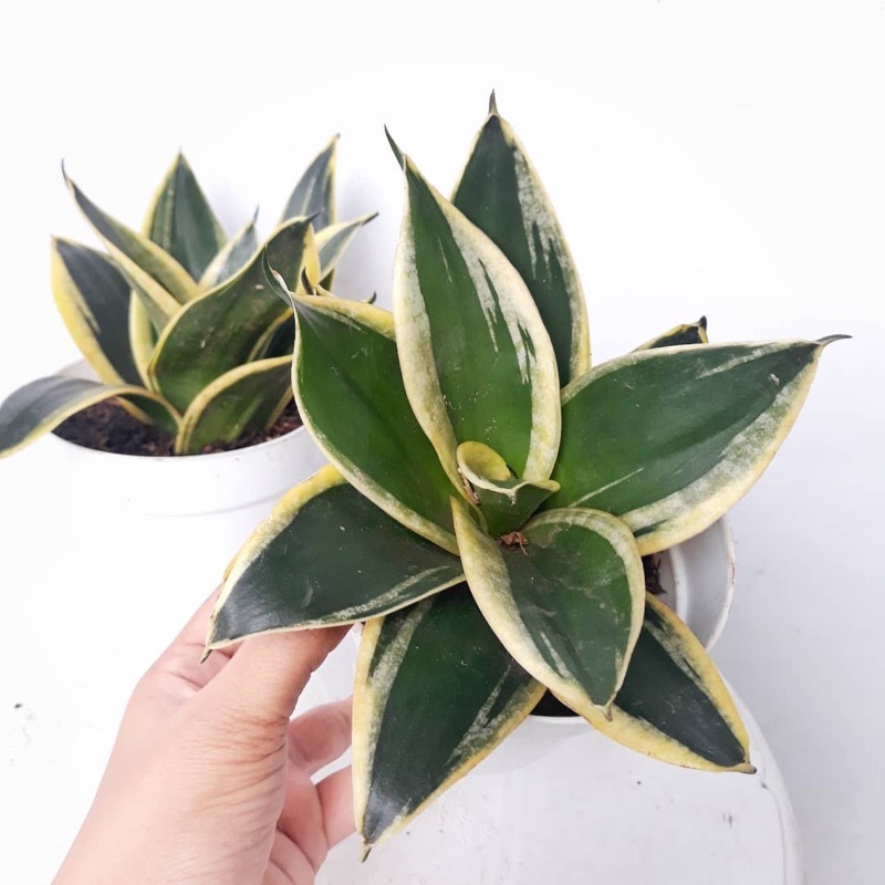 Jual Tanaman hias sanseviera pagoda pembersih udara sanseviera mini