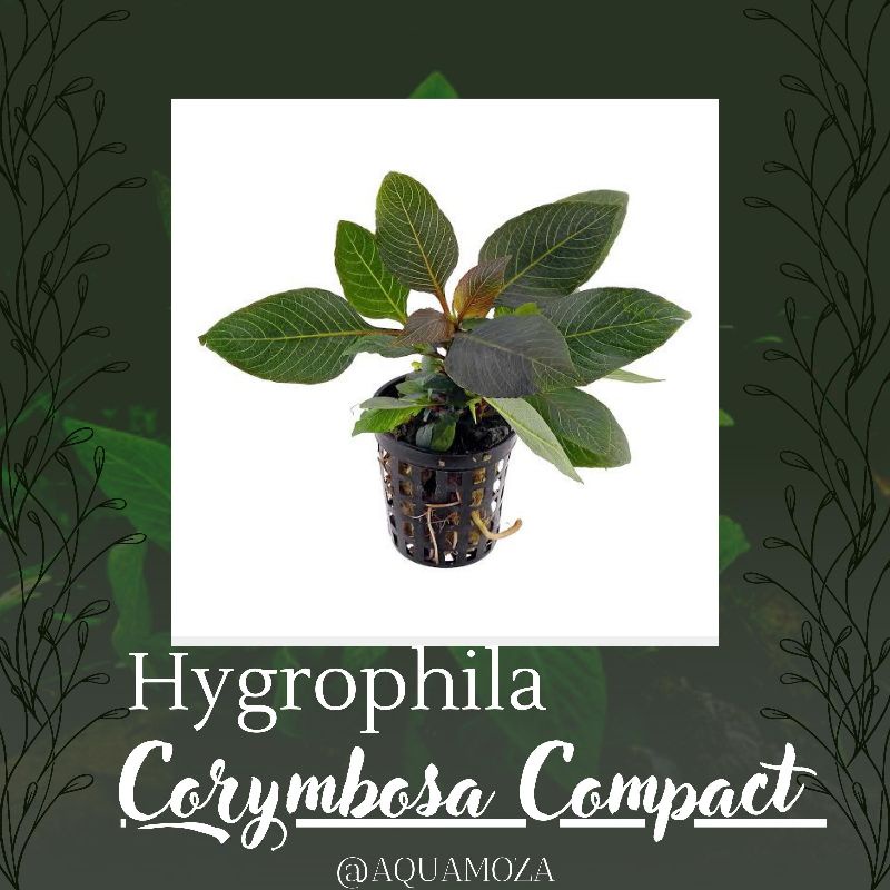 Jual Hygrophila compacta ( Tanaman Aquascape Tanpa Co2 ) | Shopee Indonesia