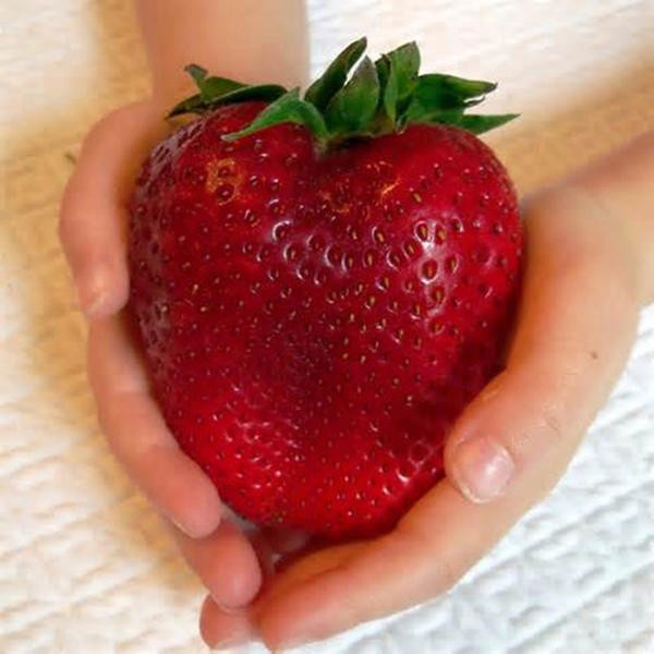 Bibit Benih Buah Strawberry Jumbo (5 Butir)