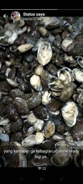 Jual Kerang abalon frozen. Isi 30 per kg | Shopee Indonesia
