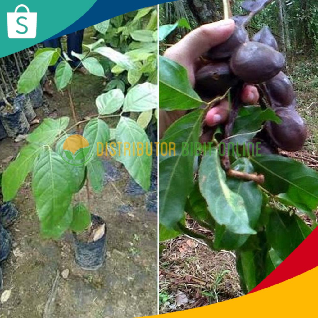 Jual Bibit Tanaman Jengkol Siap Tanam Shopee Indonesia 