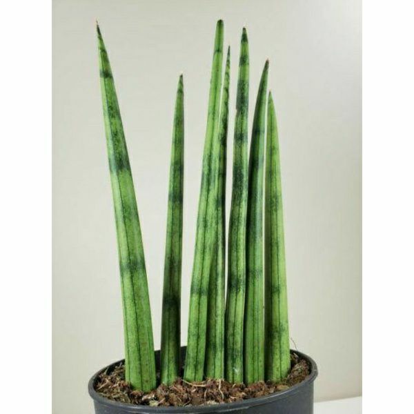 Jual Tanaman Hias Indoor Dan Outdoor Sansevieria Snake Plant Cylindrica