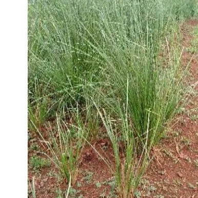 Jual Rumput vartiver, Rumput akar wangi Rumput ati longsor | Shopee ...