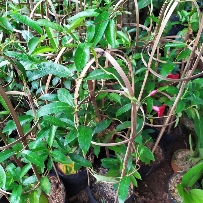 Jual Tanaman rambat mandevilla putih | Shopee Indonesia
