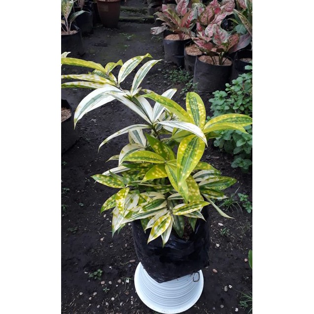 Jual Bambu Drasena Jepang / Bambu Kuning Tutul Tanaman Hias Shopee